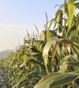 corn_field_home
